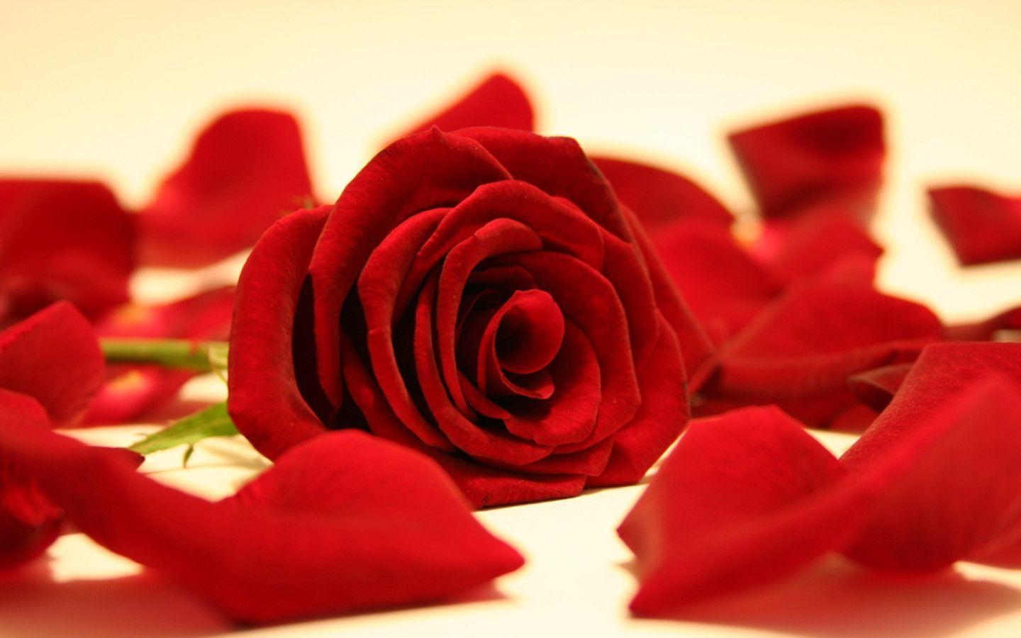 1440x900 Red Rose, Desktop