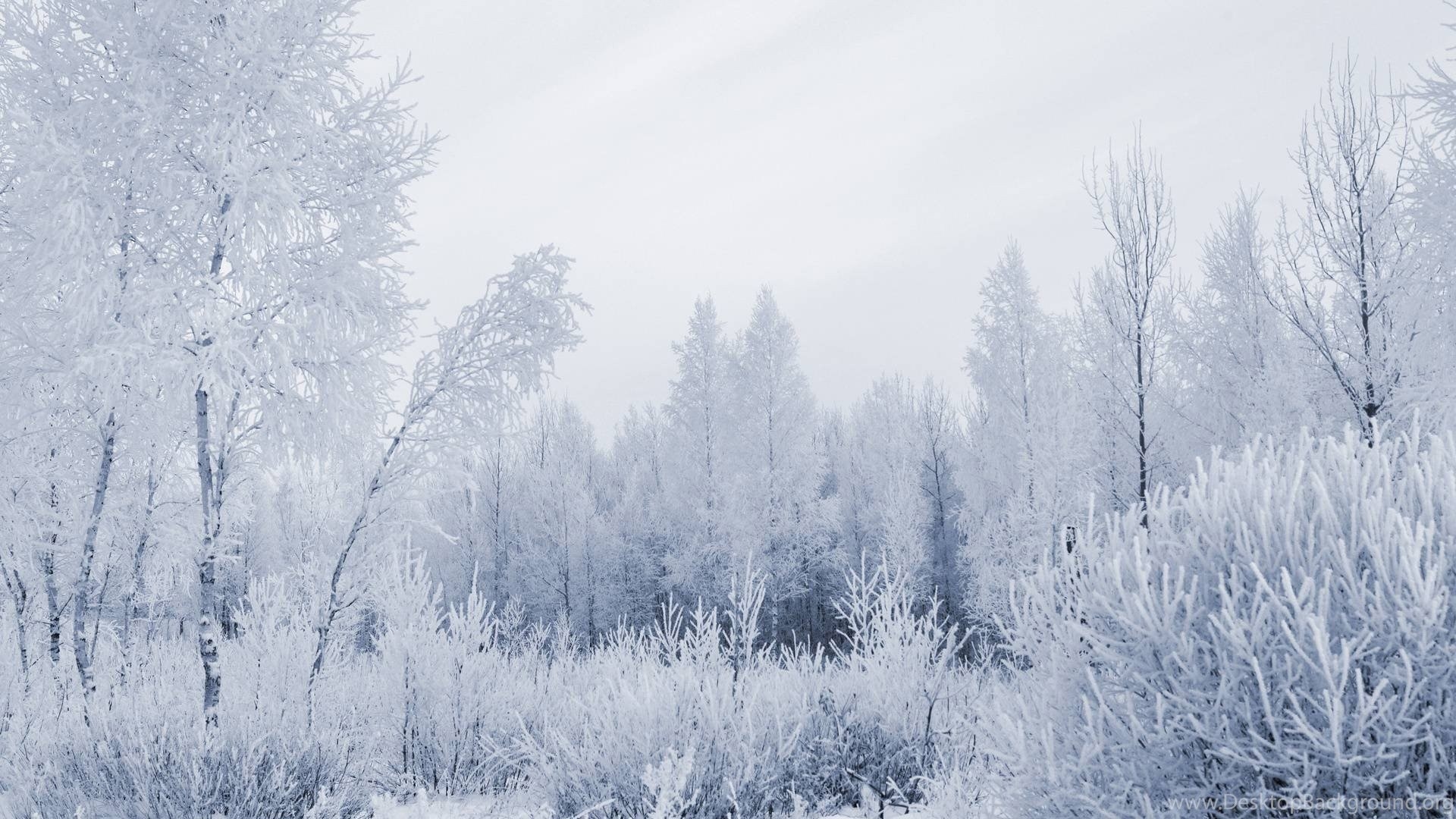 1920x1080 Wallpaper Snow Forest Landscapes Nature Winter Land. Desktop Background, Desktop