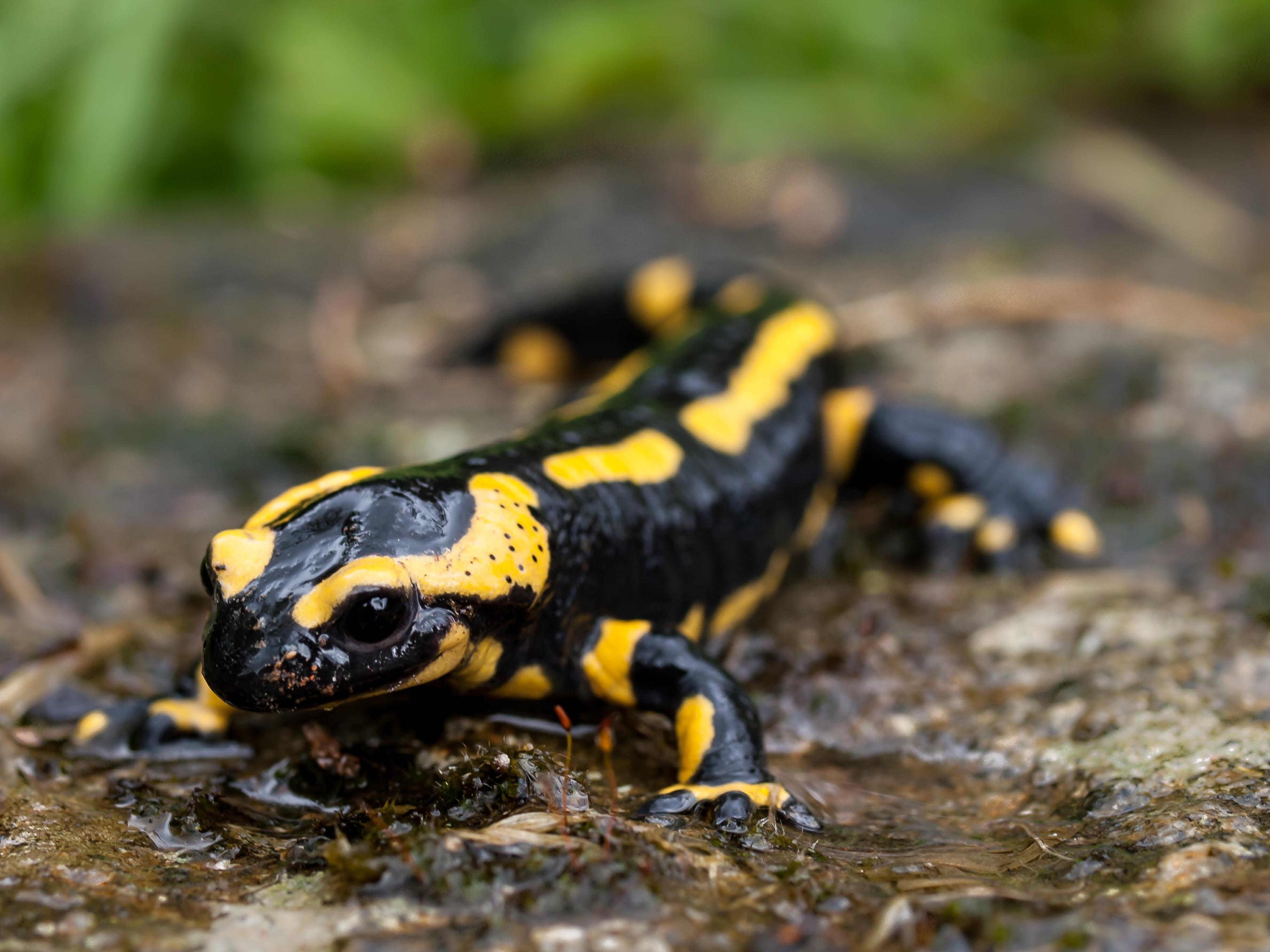 3650x2740 Black and yellow lizard, fire salamander HD wallpaper, Desktop