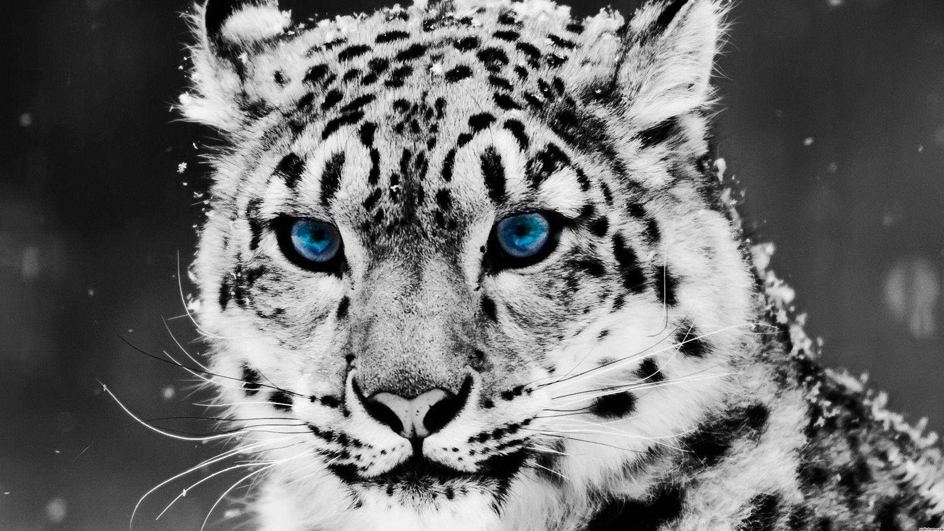 1920x1080 Blue Eyed Snow Leopard Wallpaper, Desktop