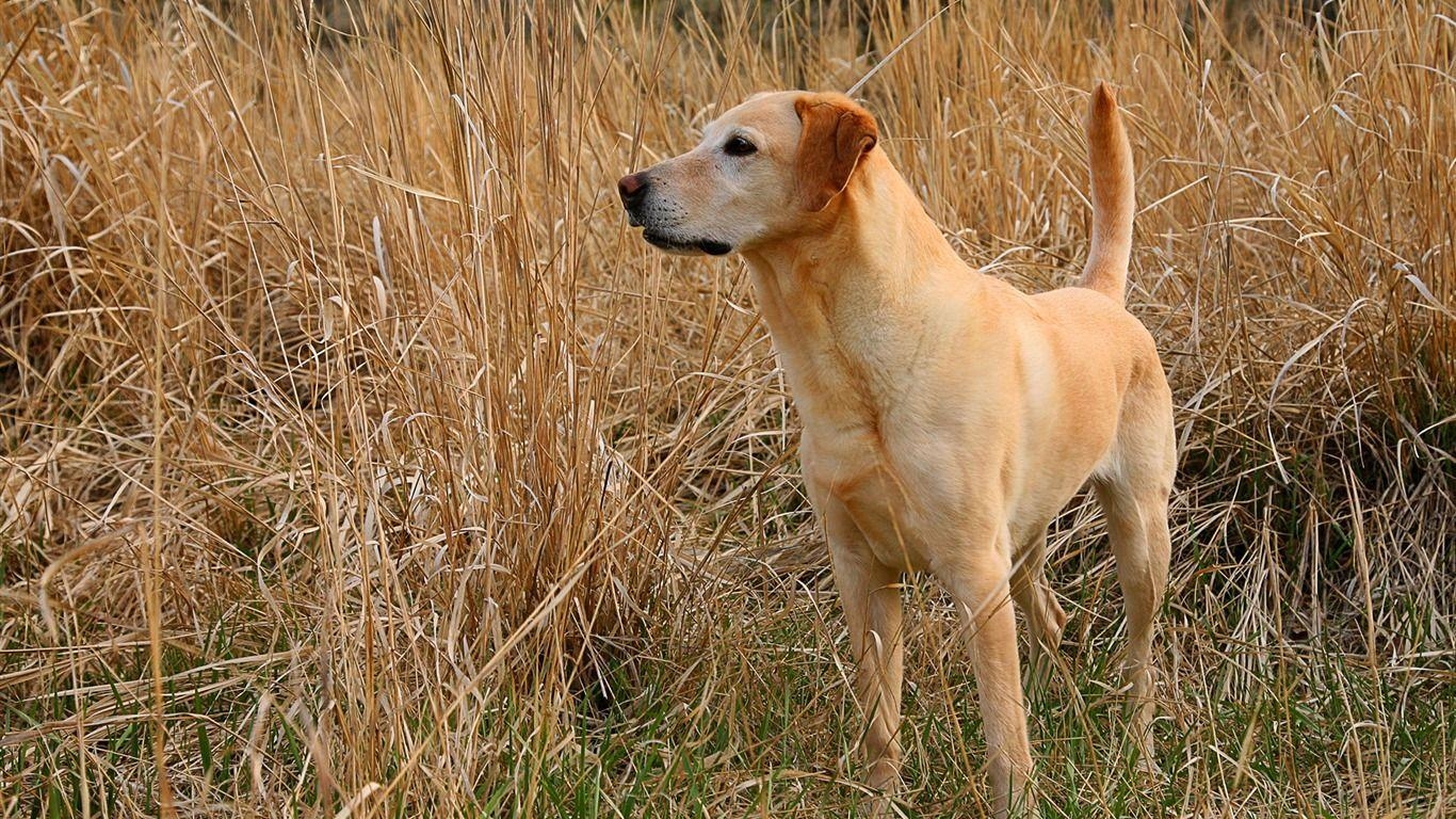 1370x770 Kodie Labrador Wallpaper wallpaper download, Desktop