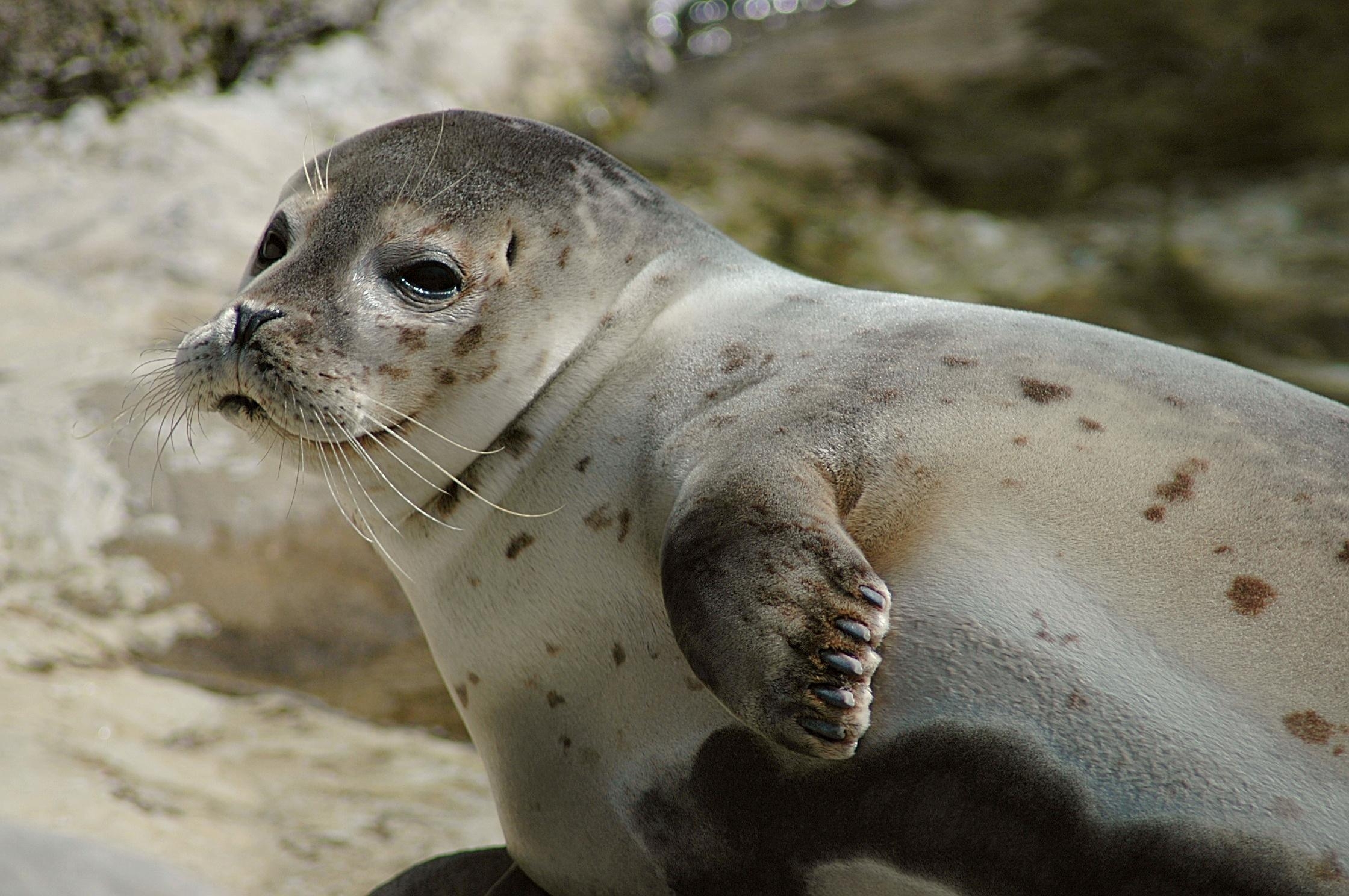 2240x1490 Earless seal, Desktop