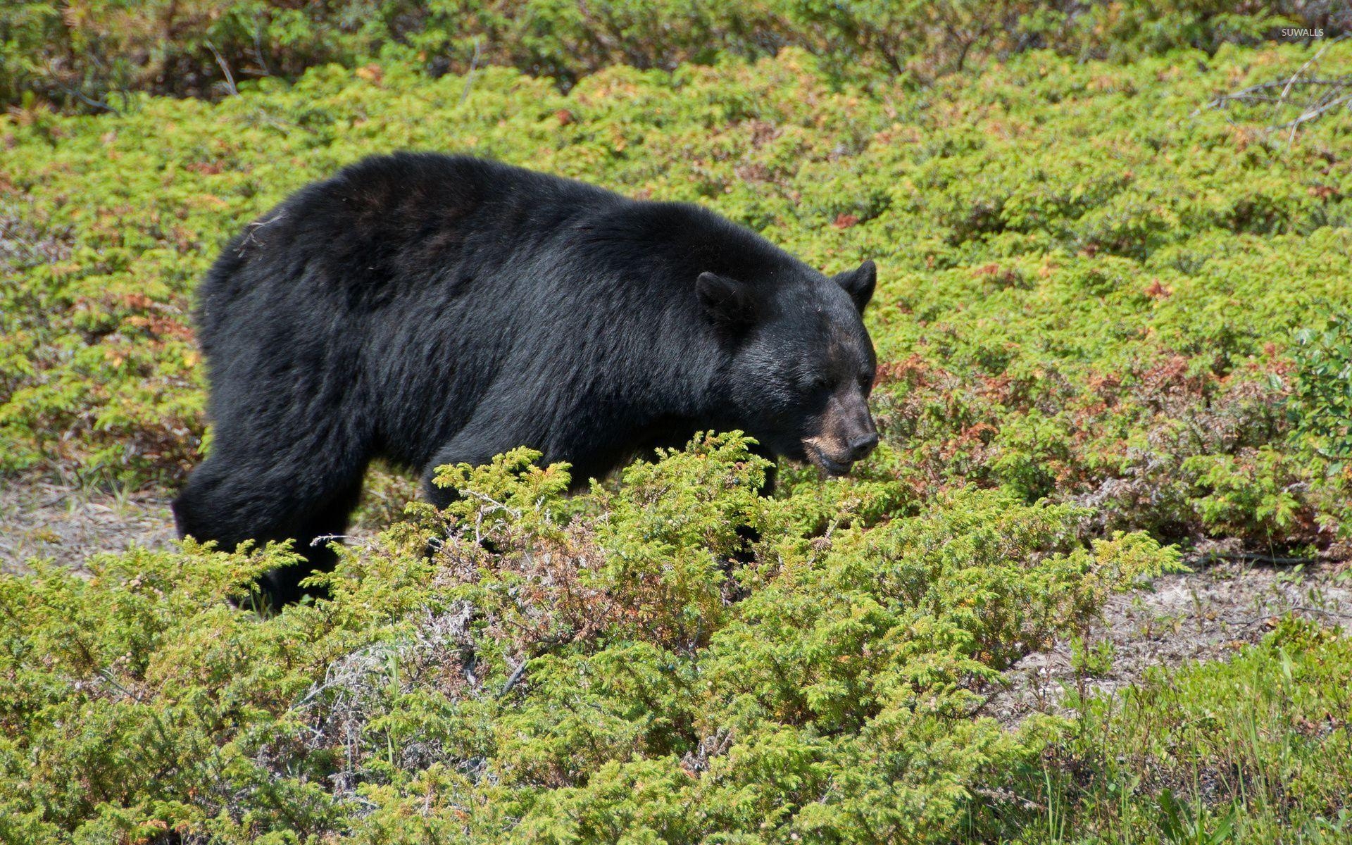 1920x1200 Black bear walkingen small plants wallpaper, Desktop