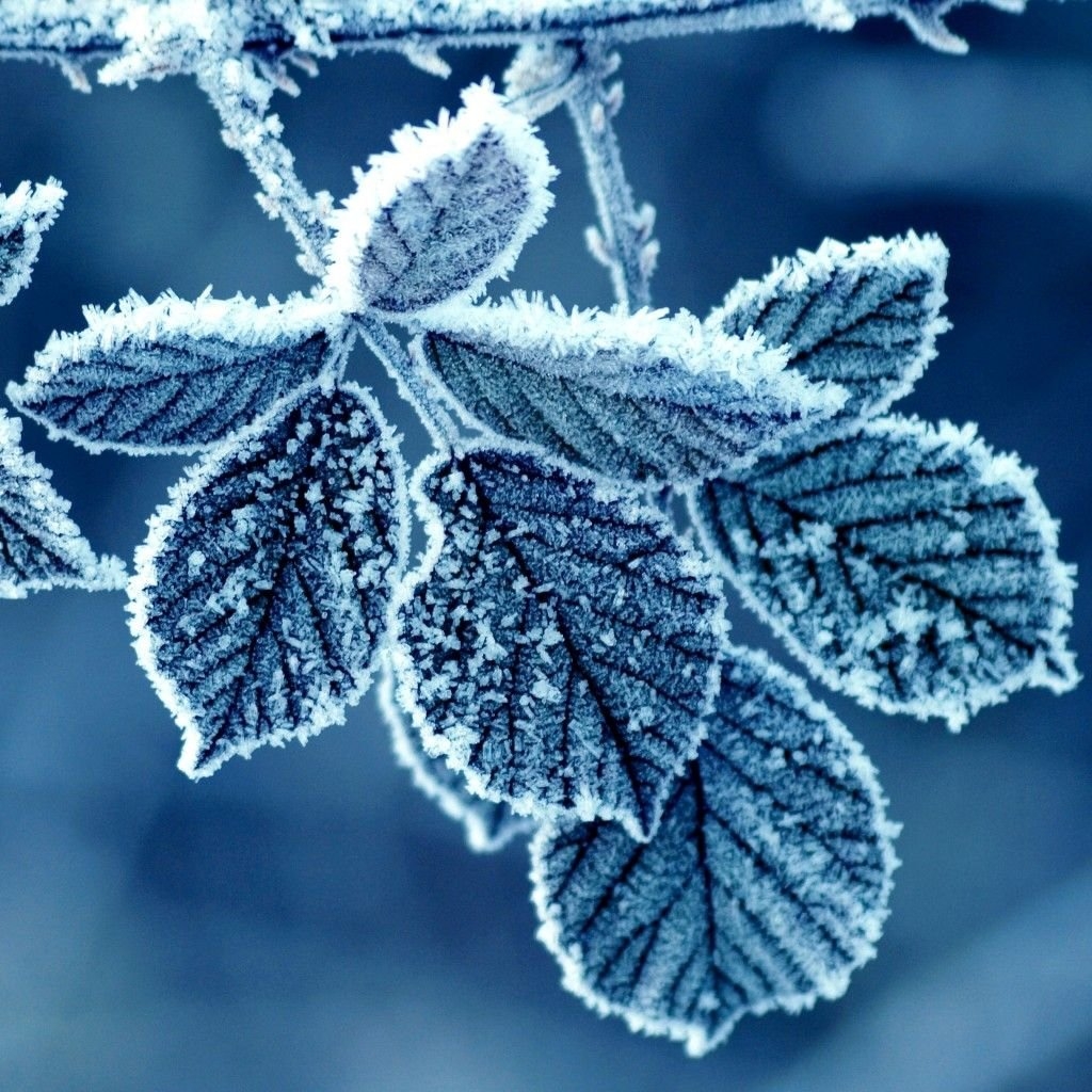 1030x1030 Free winter iPad wallpaper, Phone