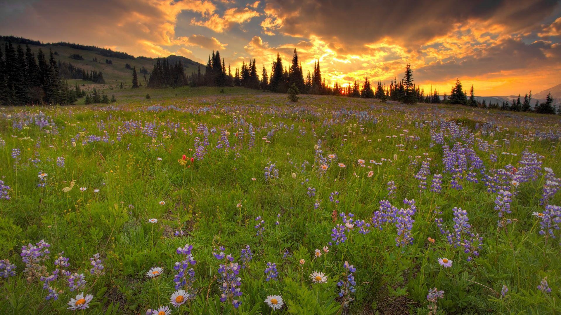 1920x1080 Download Meadow HD Wallpaper for Free, BsnSCB.com, Desktop