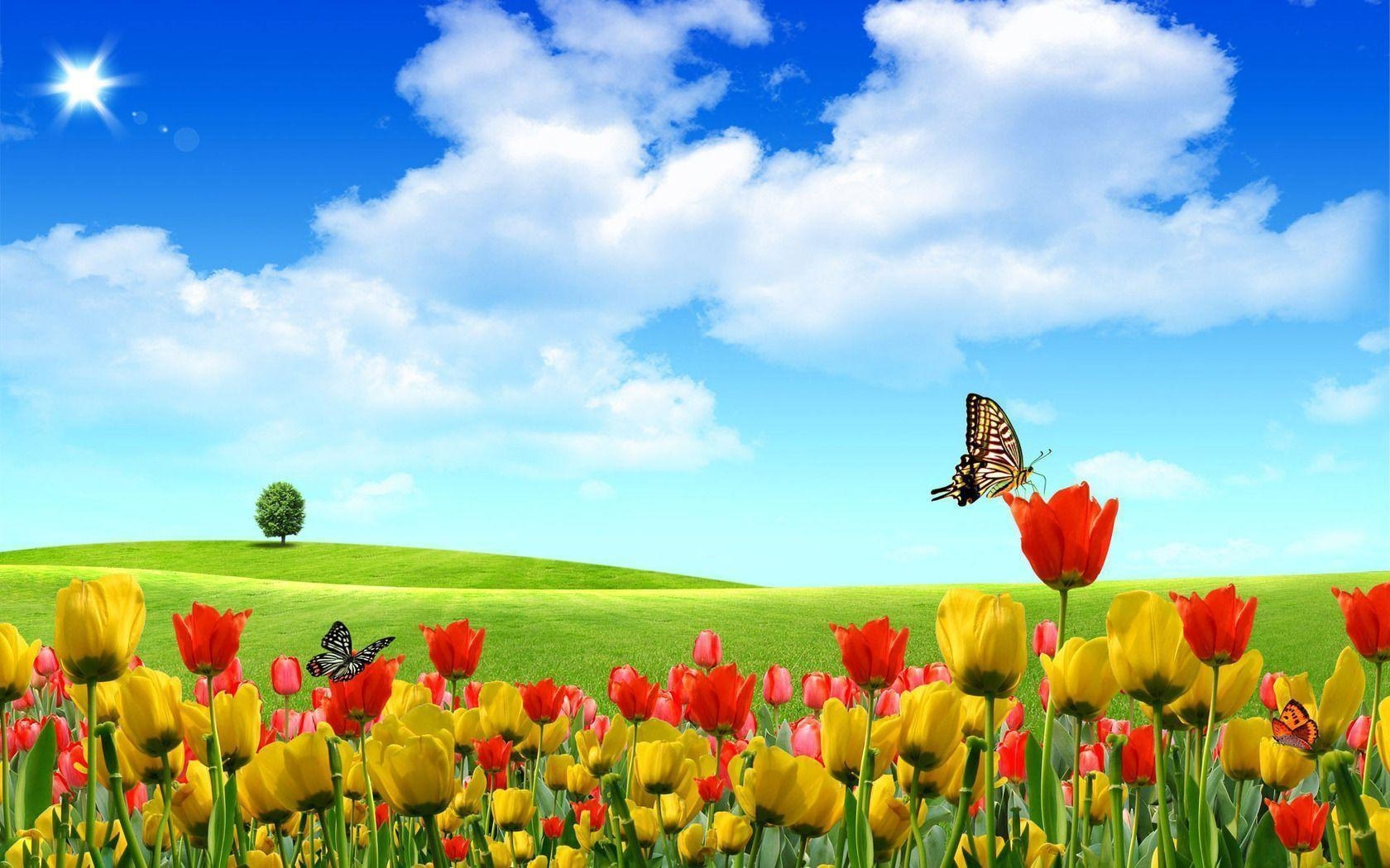 1680x1050 Butterflies on tulips wallpaper #, Desktop