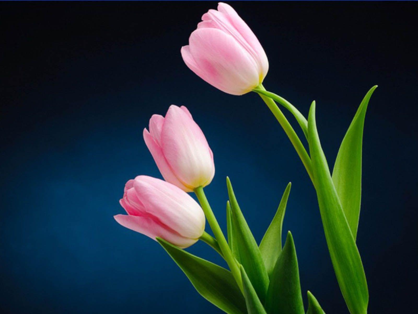 1600x1200 Tulip Flower Desktop Wallpaper. Free Download Tulip HD, Desktop