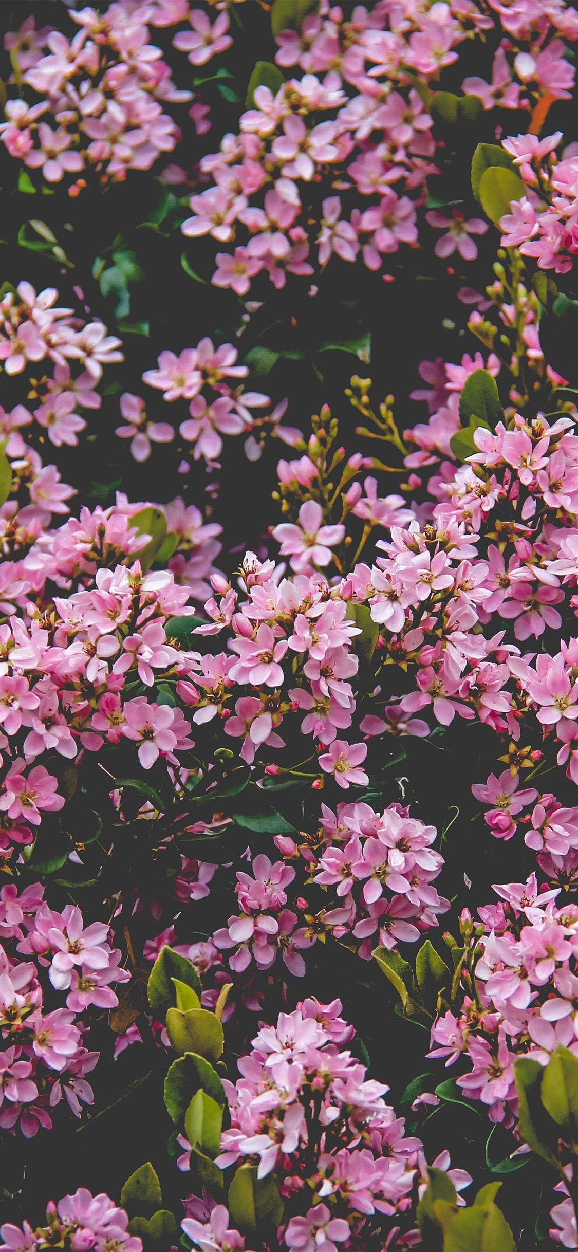 1130x2440 iPhone X wallpaper. flower pink spring happy nature, Phone