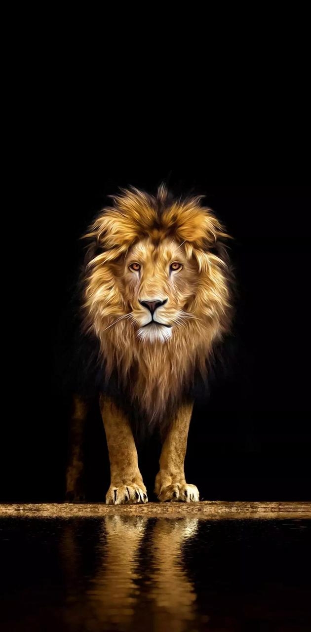 630x1280 Lion wallpaper, Phone