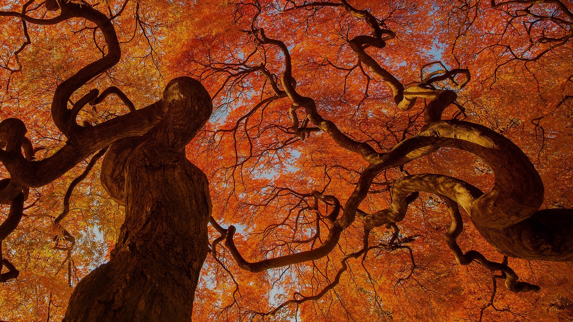 1920x1080 Autumn tree, Shinjuku Gyoen National Park, Tokyo, Japan. Windows 10, Desktop