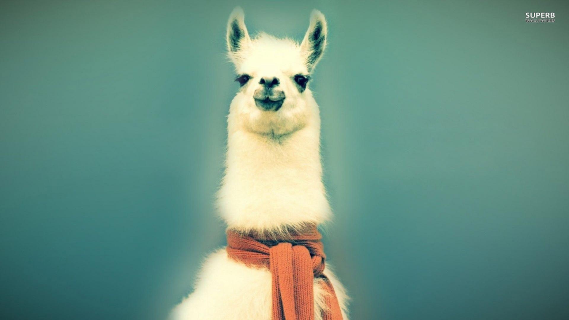 1920x1080 Ultra HD Llama Wallpaper #FL19D1V, Desktop