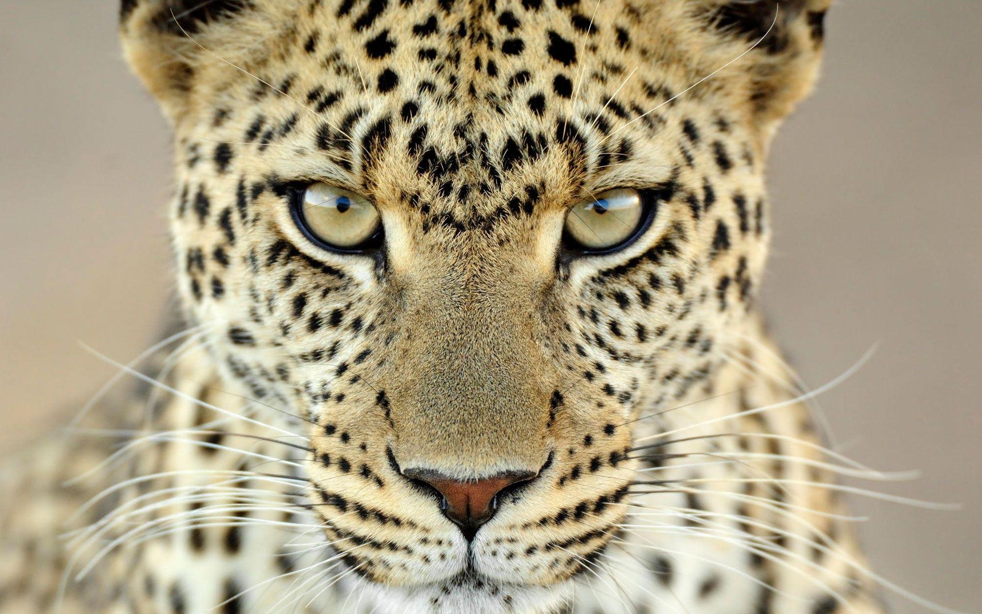 1920x1200 Female Leopard Tanzania Wallpaper, Desktop