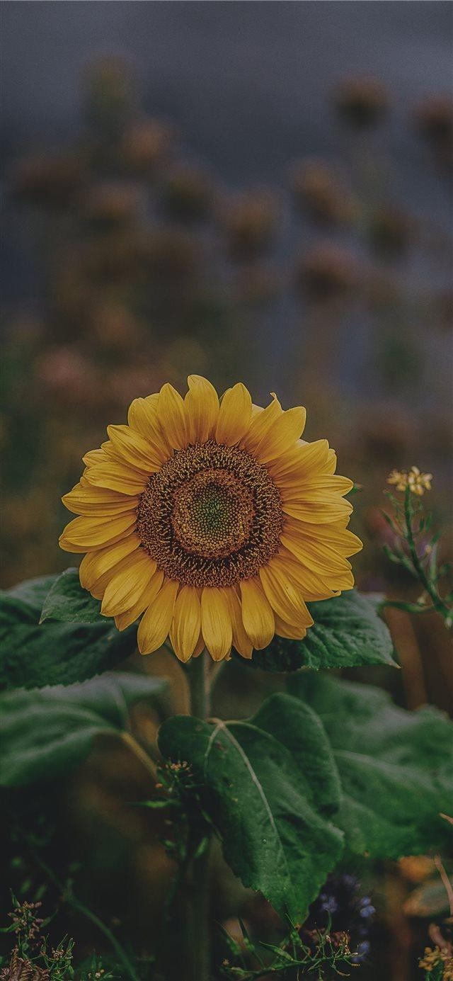 640x1390 sunflower iPhone X Wallpaper Free Download, Phone