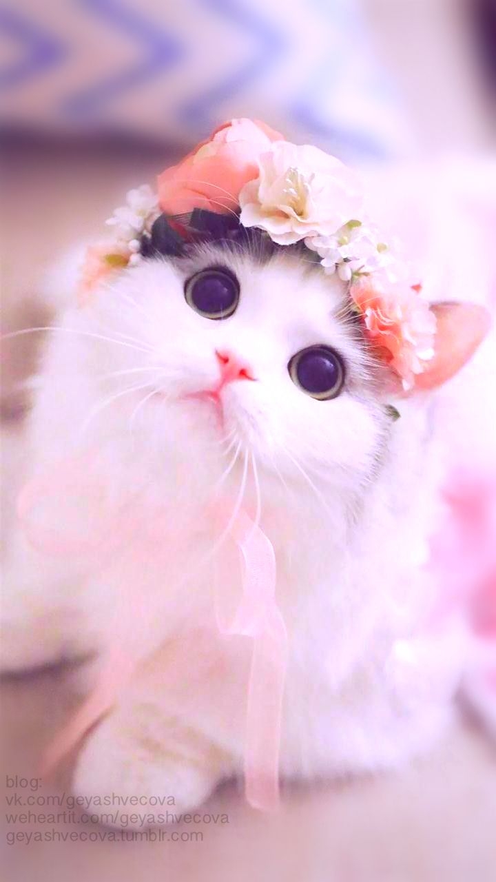 720x1280 baby cats, Cute cat wallpaper, Cute cat, Phone