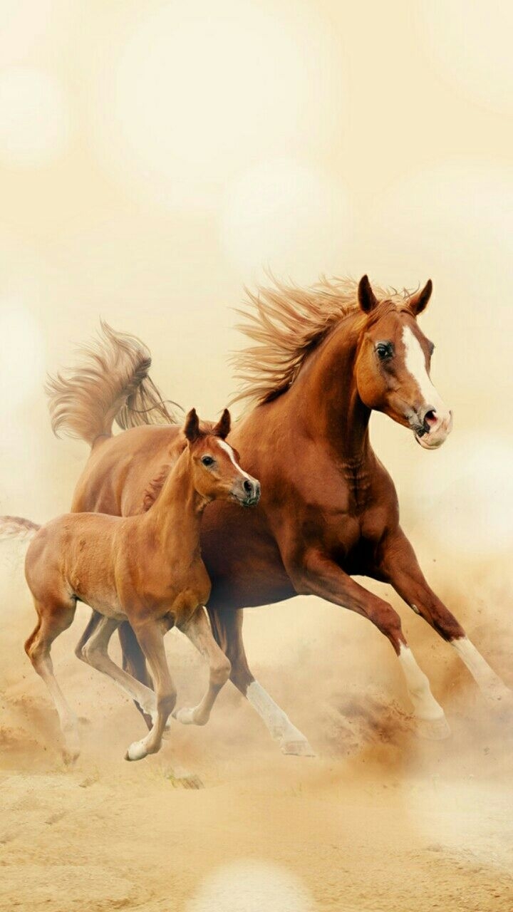 720x1280 Horse Picture Wallpaper, Phone