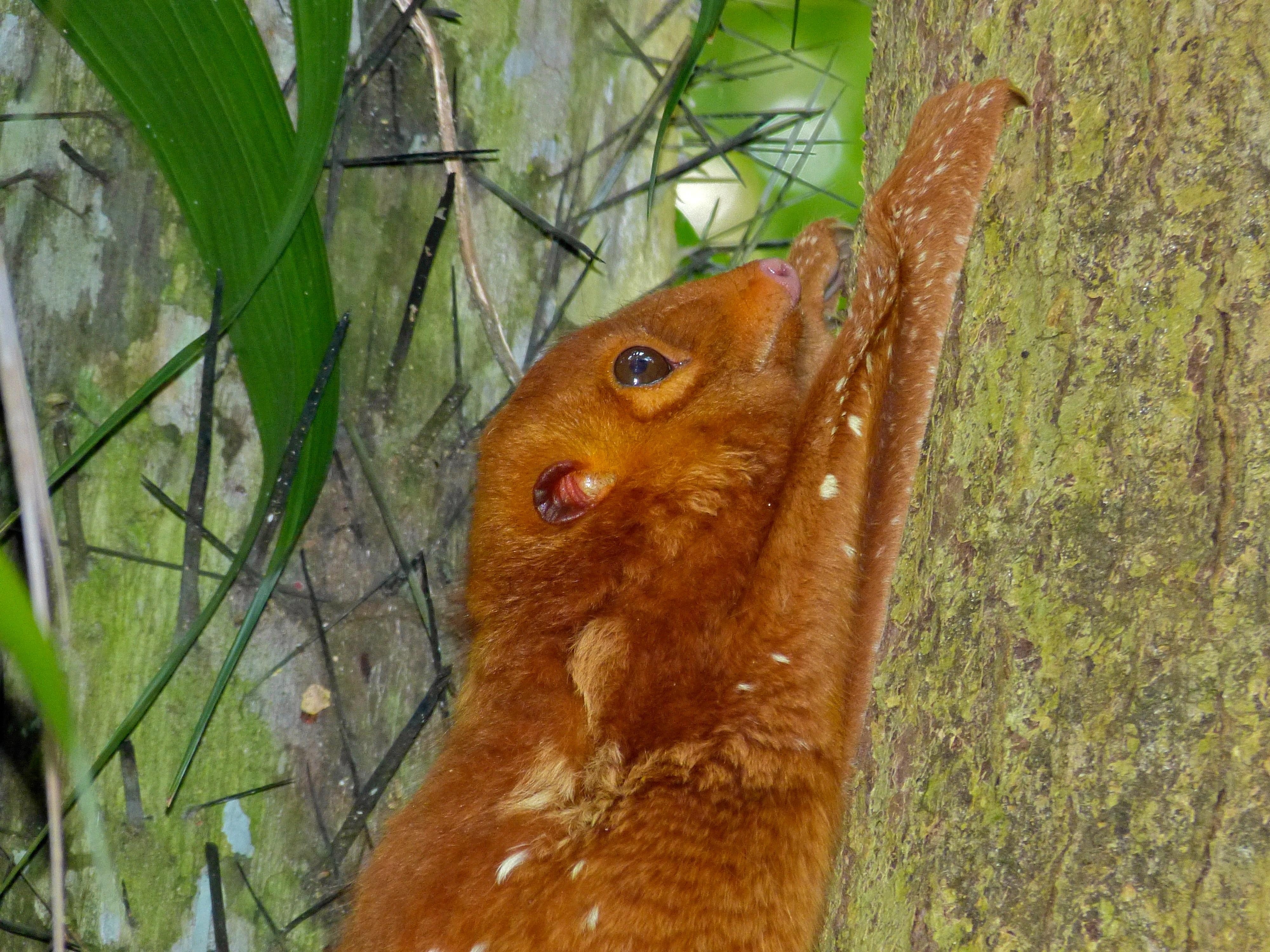 4000x3000 Colugo (Cynocephalus variegatus) red morph, Desktop