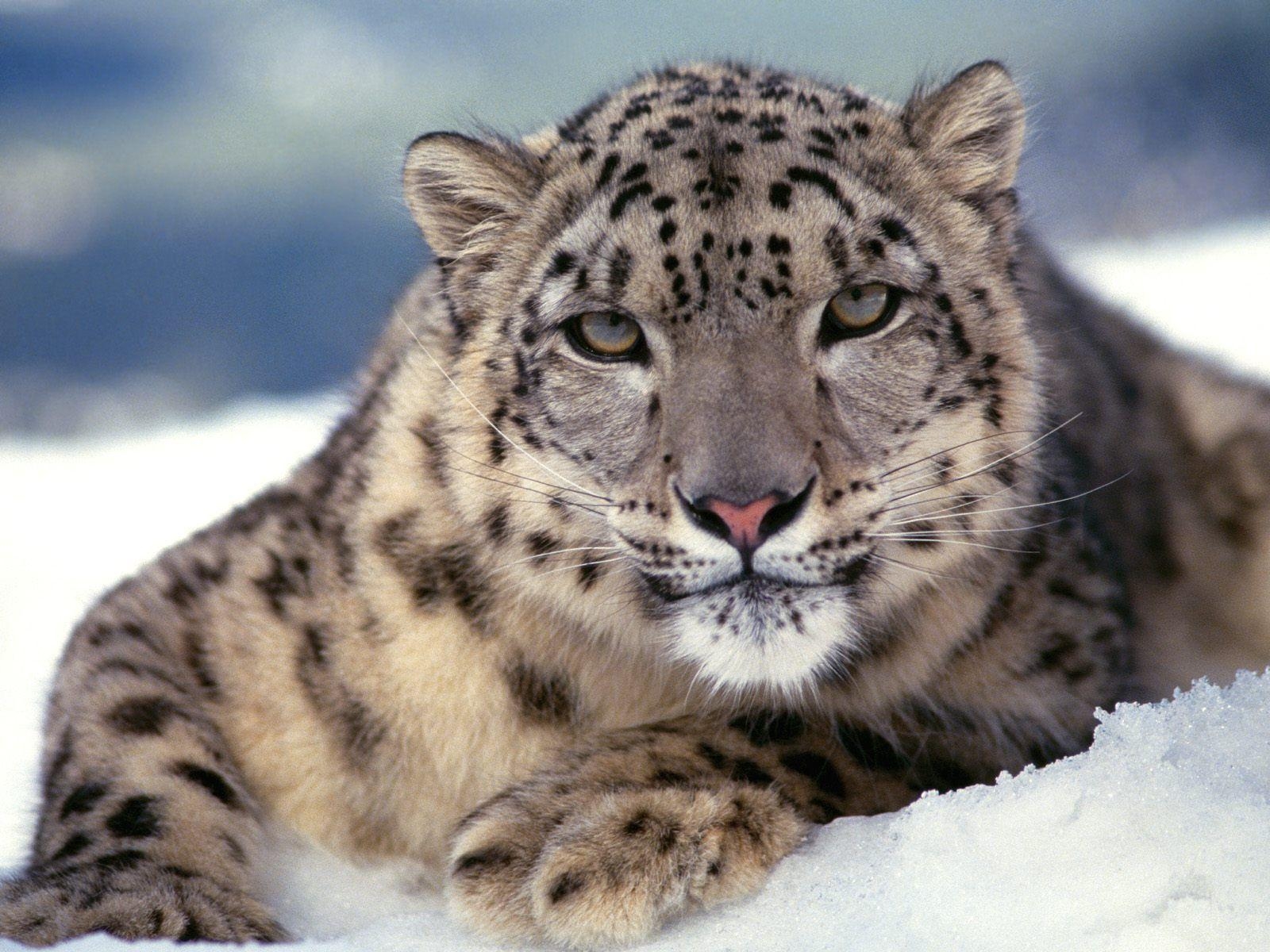 1600x1200 Snow Leopard Wallpaper, Desktop