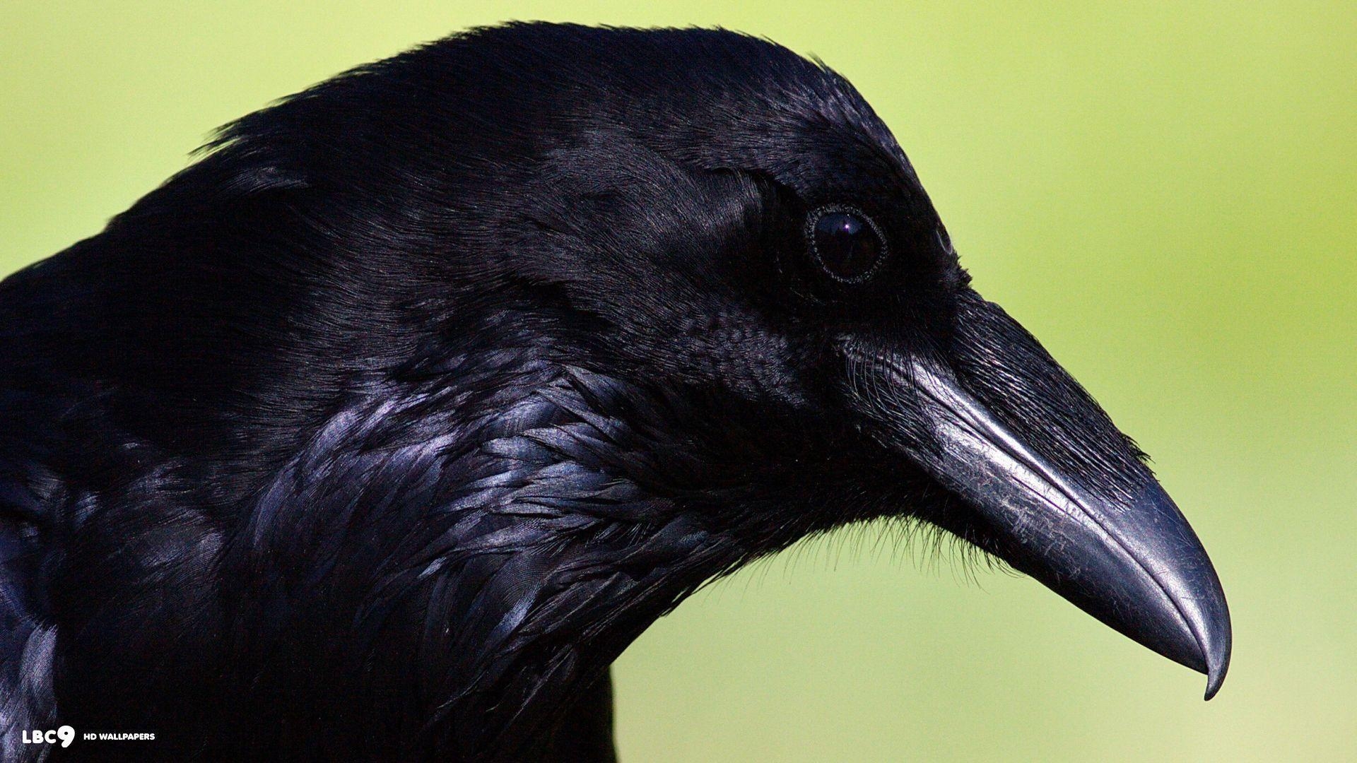 1920x1080 Raven Wallpaper 10 39. Birds HD Background, Desktop