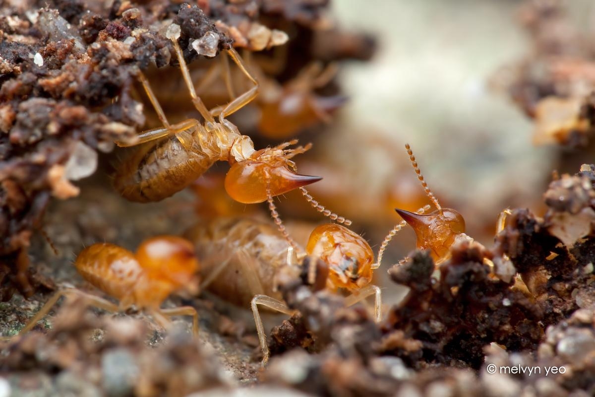 1200x800 Termite Wallpaper. Termite, Desktop