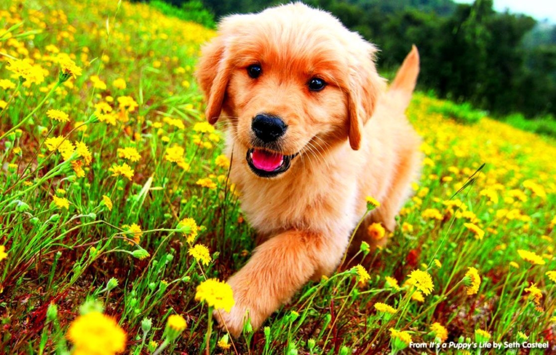 1120x720 Golden Retriever Puppy Wallpaper Free Golden Retriever, Desktop