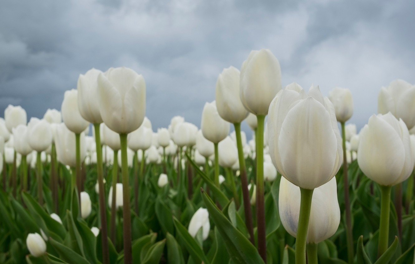 1340x850 Wallpaper field, tulips, buds, white tulips image for desktop, section цветы, Desktop