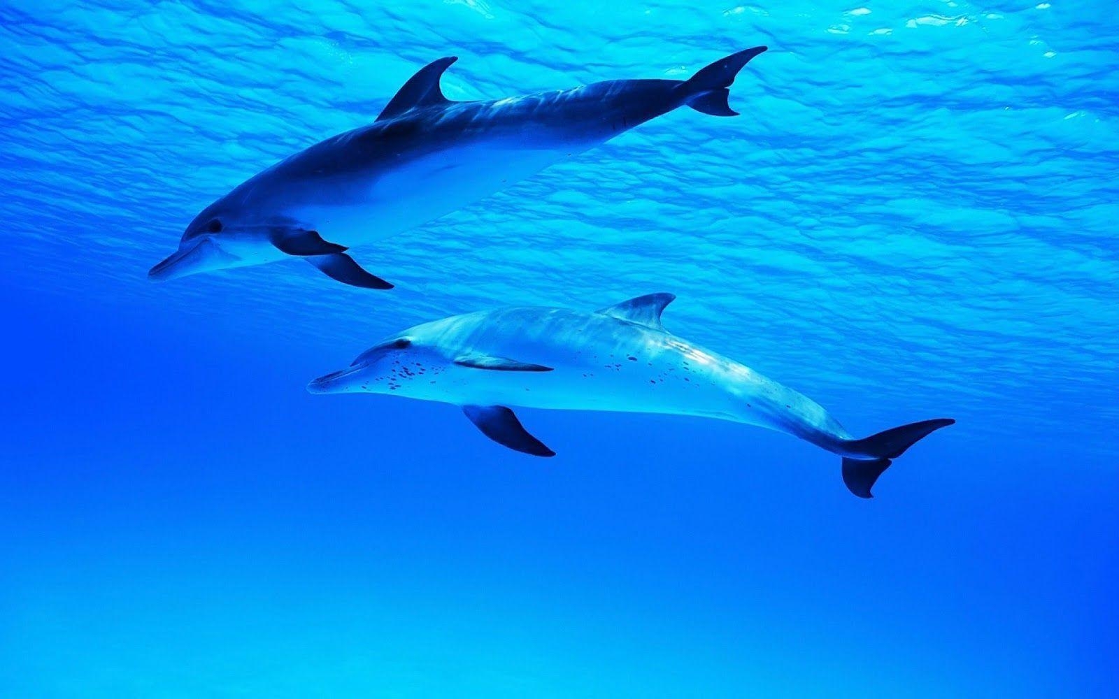 1600x1000 HD Dolphins Wallpaper and Photo. HD Animals Wallpaper, Desktop