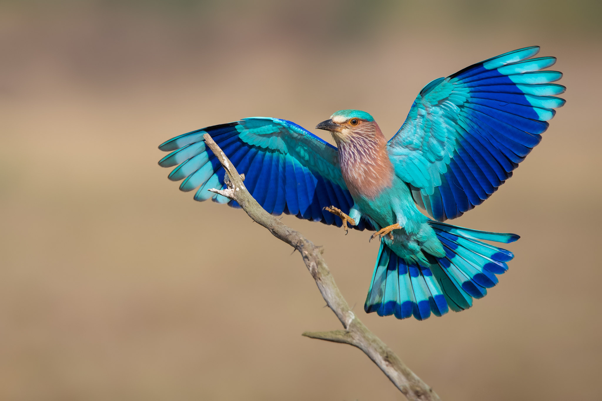 2050x1370 The Indian Roller, Desktop