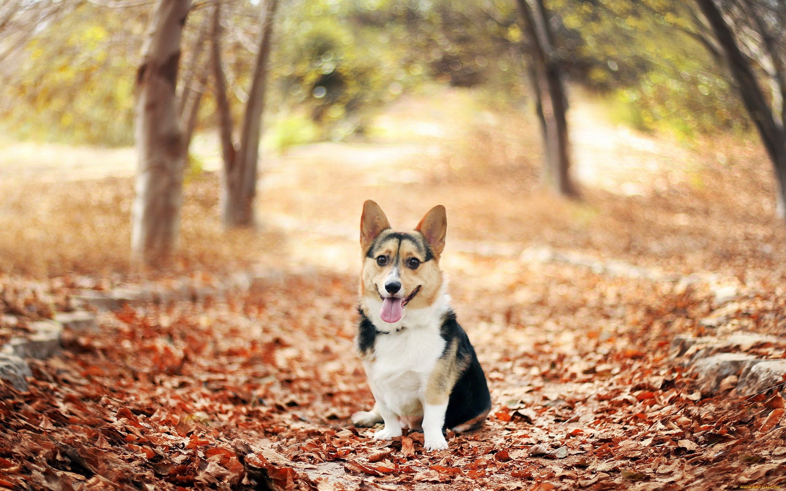 2560x1600 HD Corgi Dog Wallpaper, Desktop