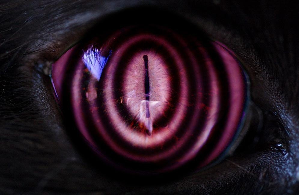 1000x650 rinnegan cat eye test 2, Desktop