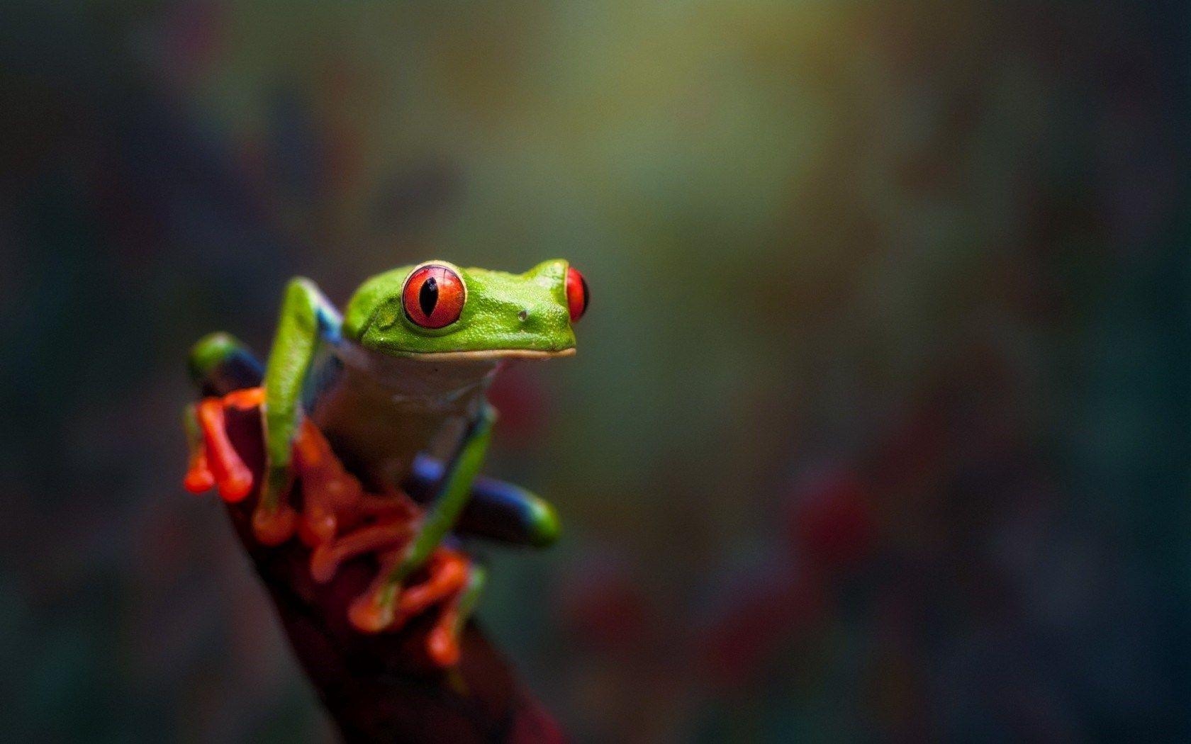 1680x1050 Red Eyed Tree Frog Macro Nature HD Wallpaper, Desktop