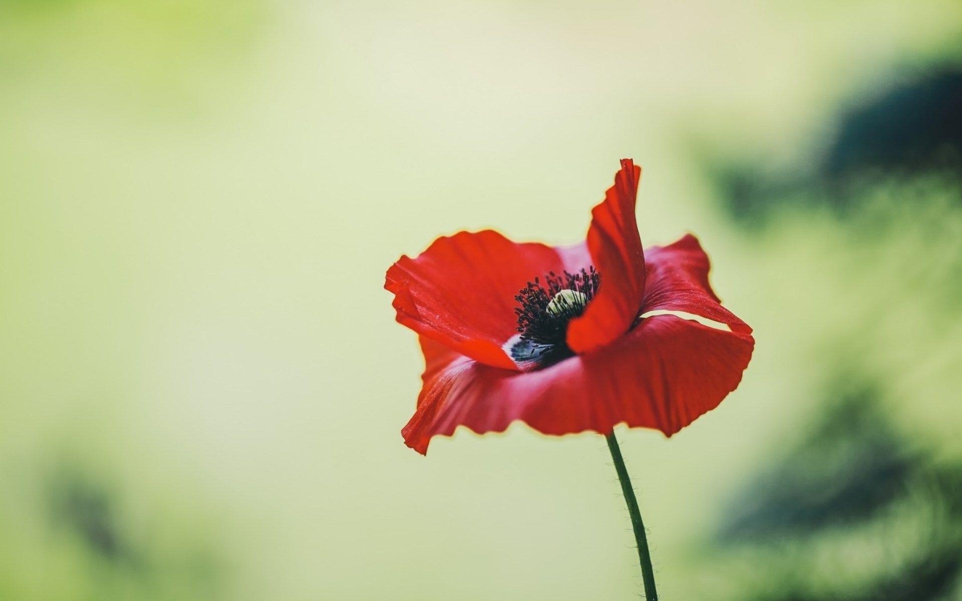 1920x1200 Poppy Flower Summer Wallpaper By ThorMark. RevelWallpaper, Desktop