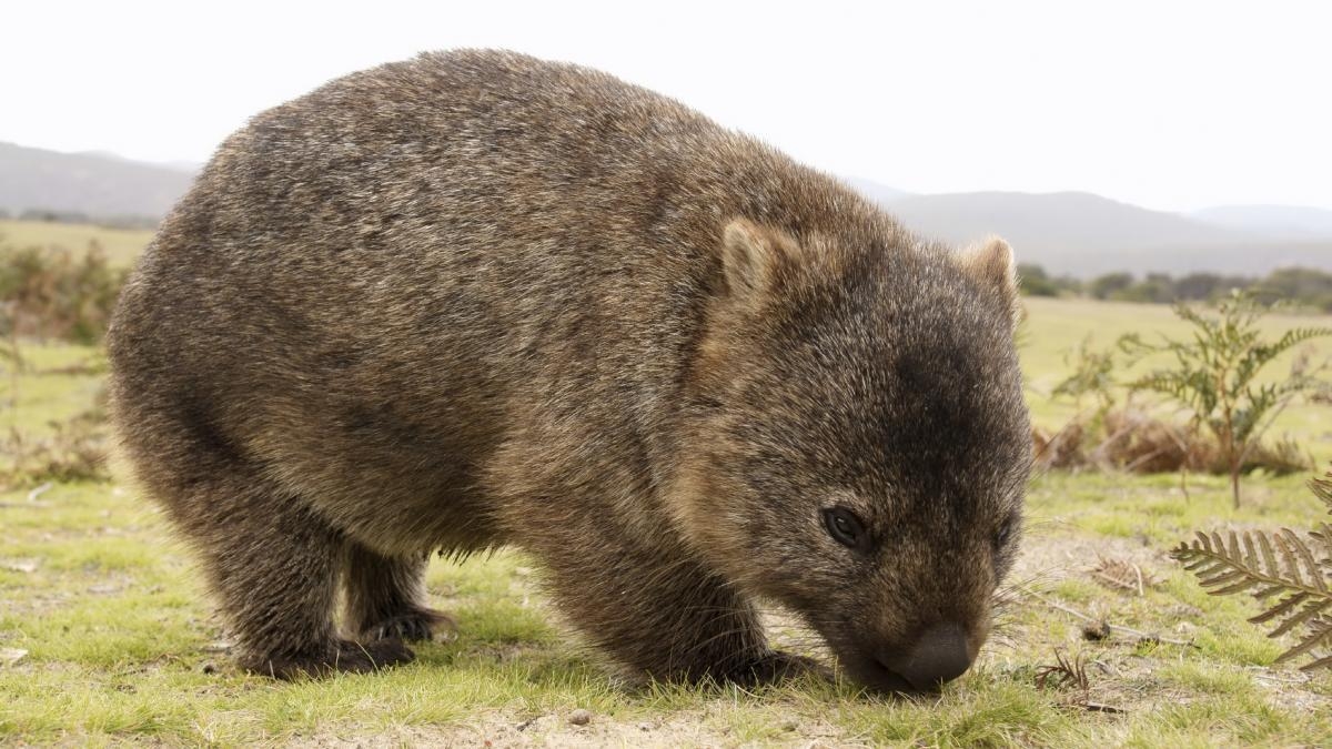 1200x680 Desktop Wallpaper Wombat #h786733. Animals HD Image, Desktop