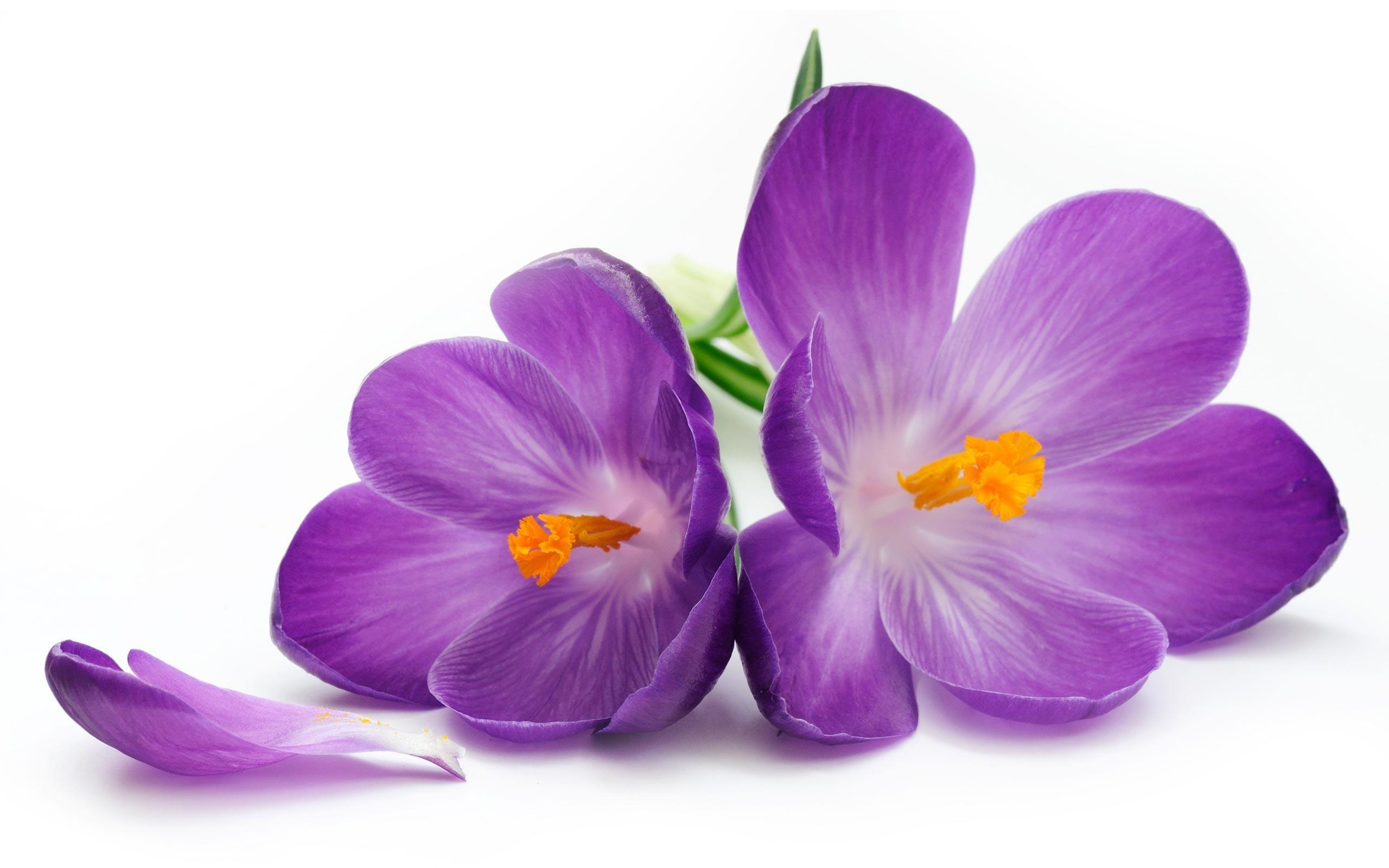 2560x1600 Purple Flowers Wallpaper. Movie HD Wallpaper, Desktop