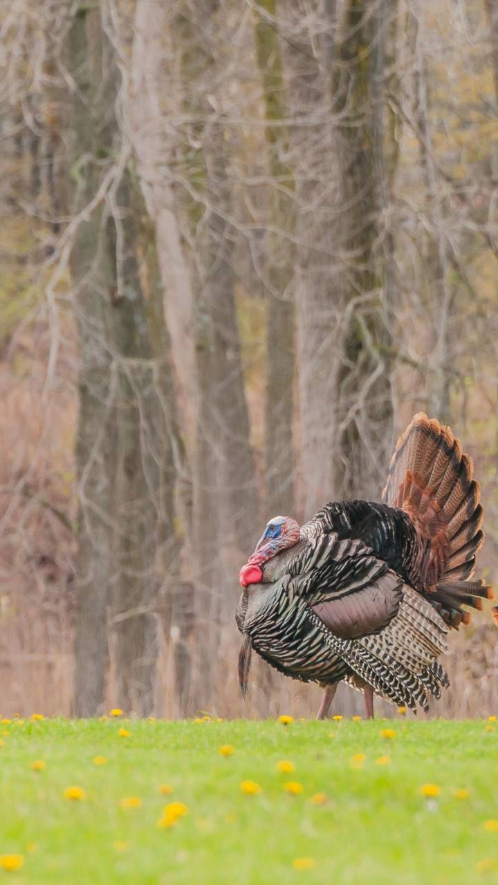 720x1280 Wild Turkey wallpaper, Phone