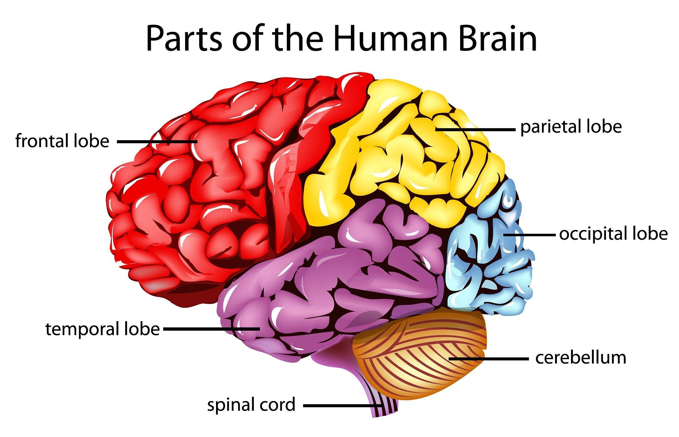 2180x1400 Human Brain HD Wallpaper With All Parts Human Brain Diagram, Desktop