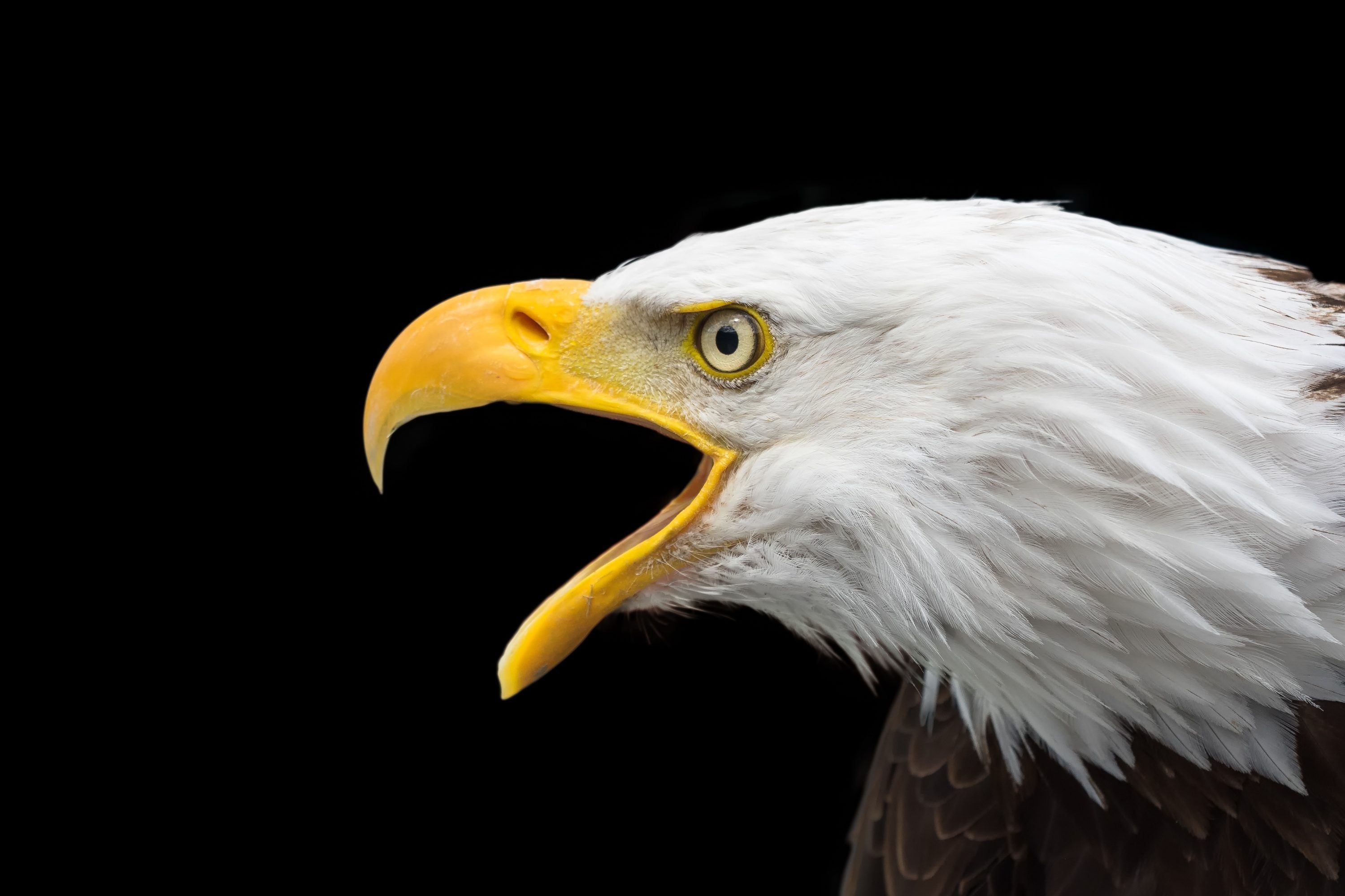 3000x2000 Bald Eagle Face 4K UHD Wallpaper, Desktop