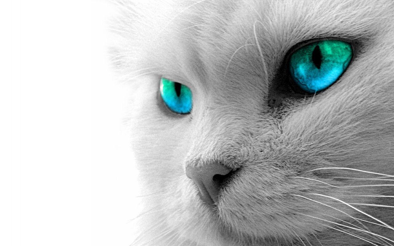 1280x800 White Cat Wallpaper Desktop, Desktop