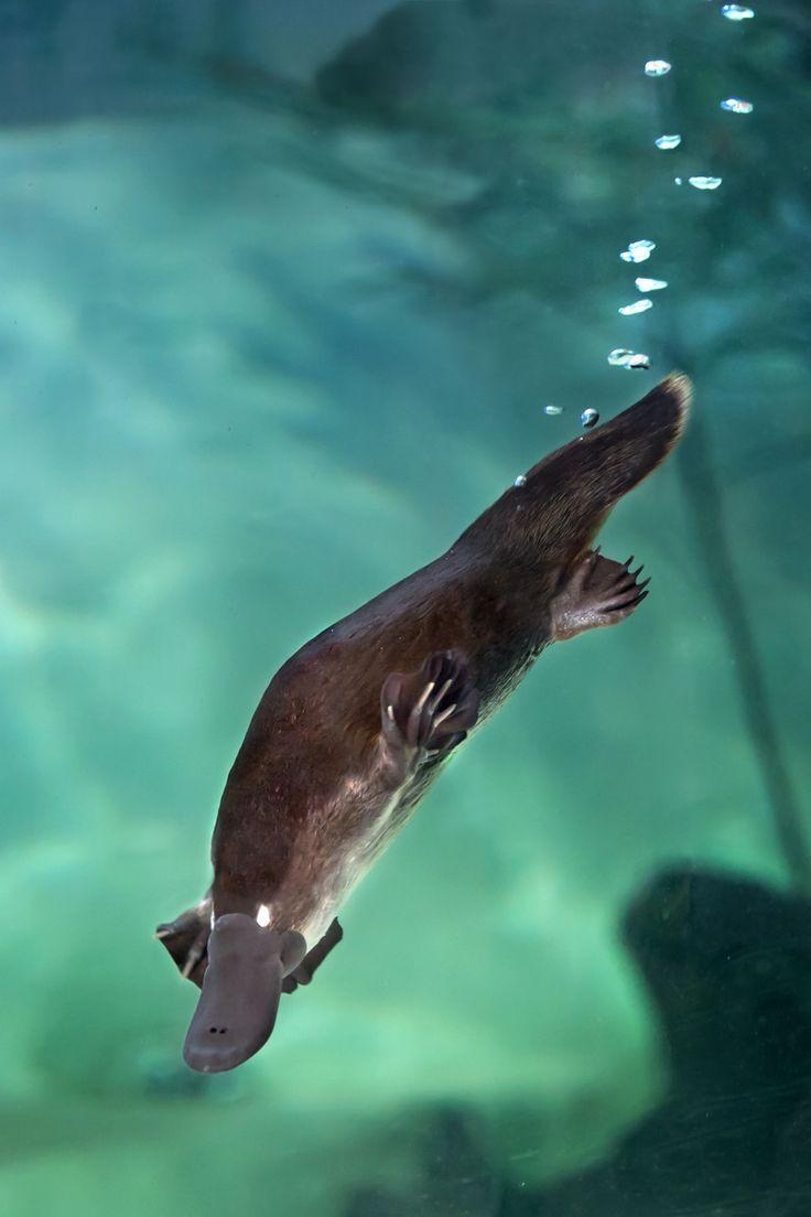 740x1110 Platypus ideas. Pet platypus, Baby platypus, Phone