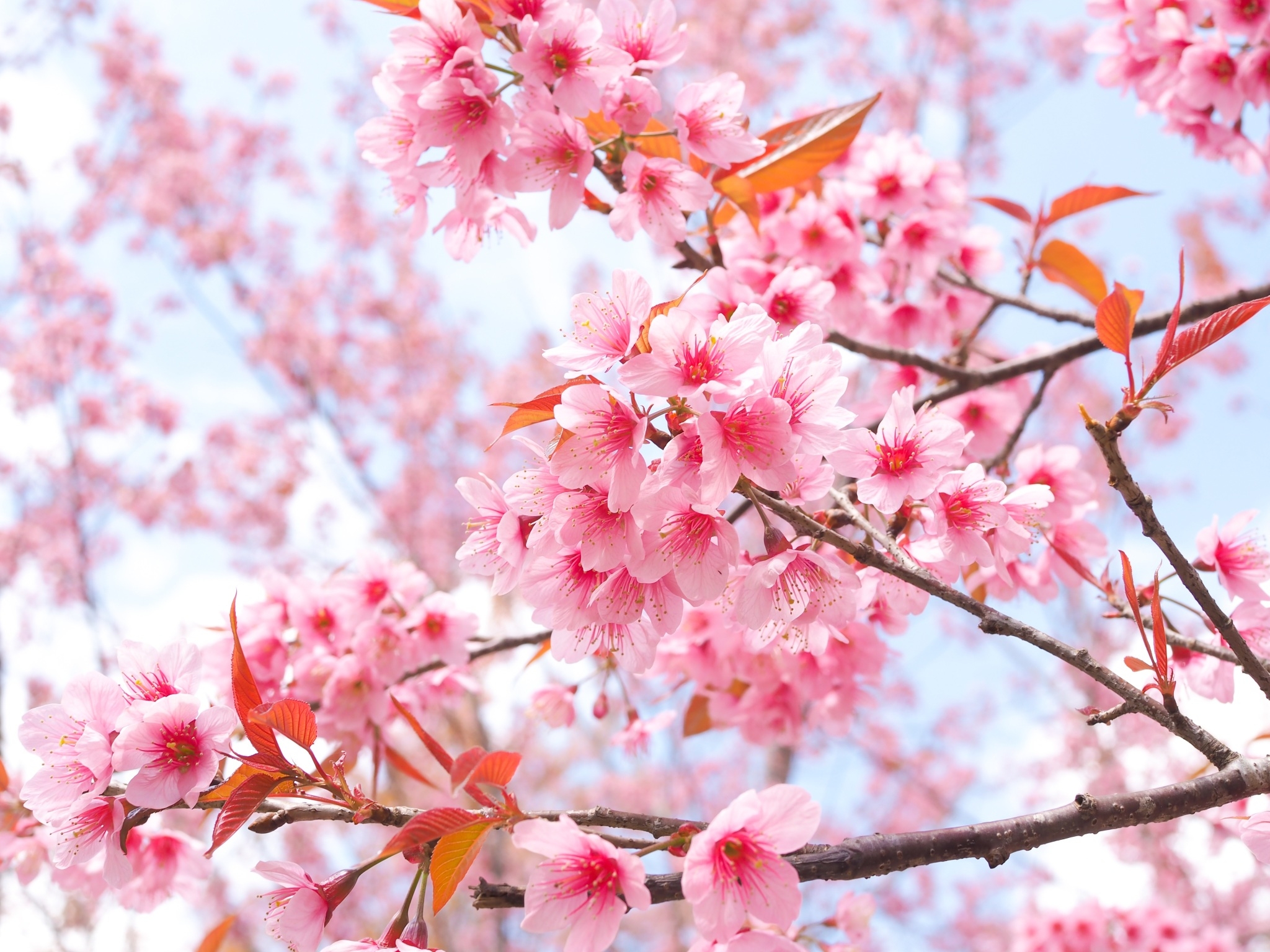 2050x1540 Wallpaper 4k Cherry Blossom Tree Branches 4k Wallpaper, Desktop