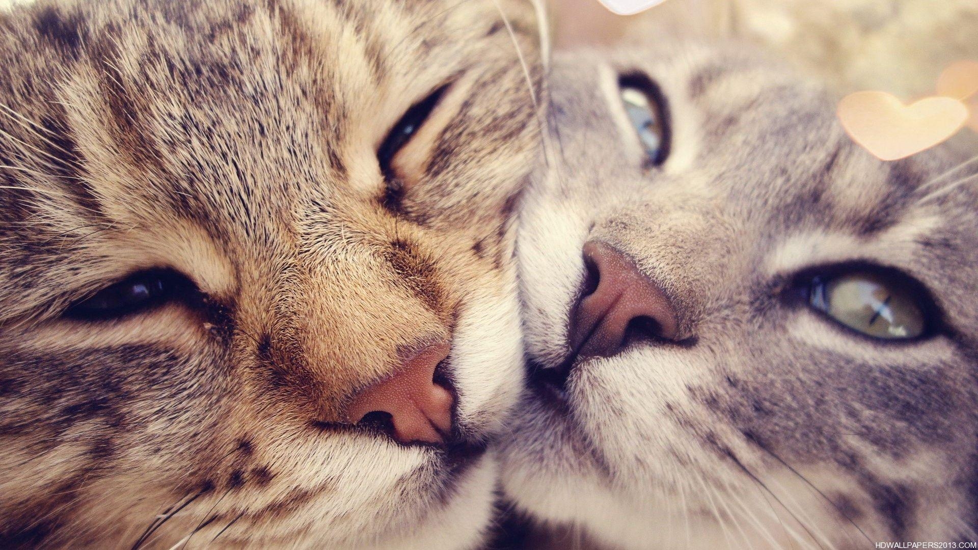 1920x1080 Cute Cats Wallpaper, Desktop