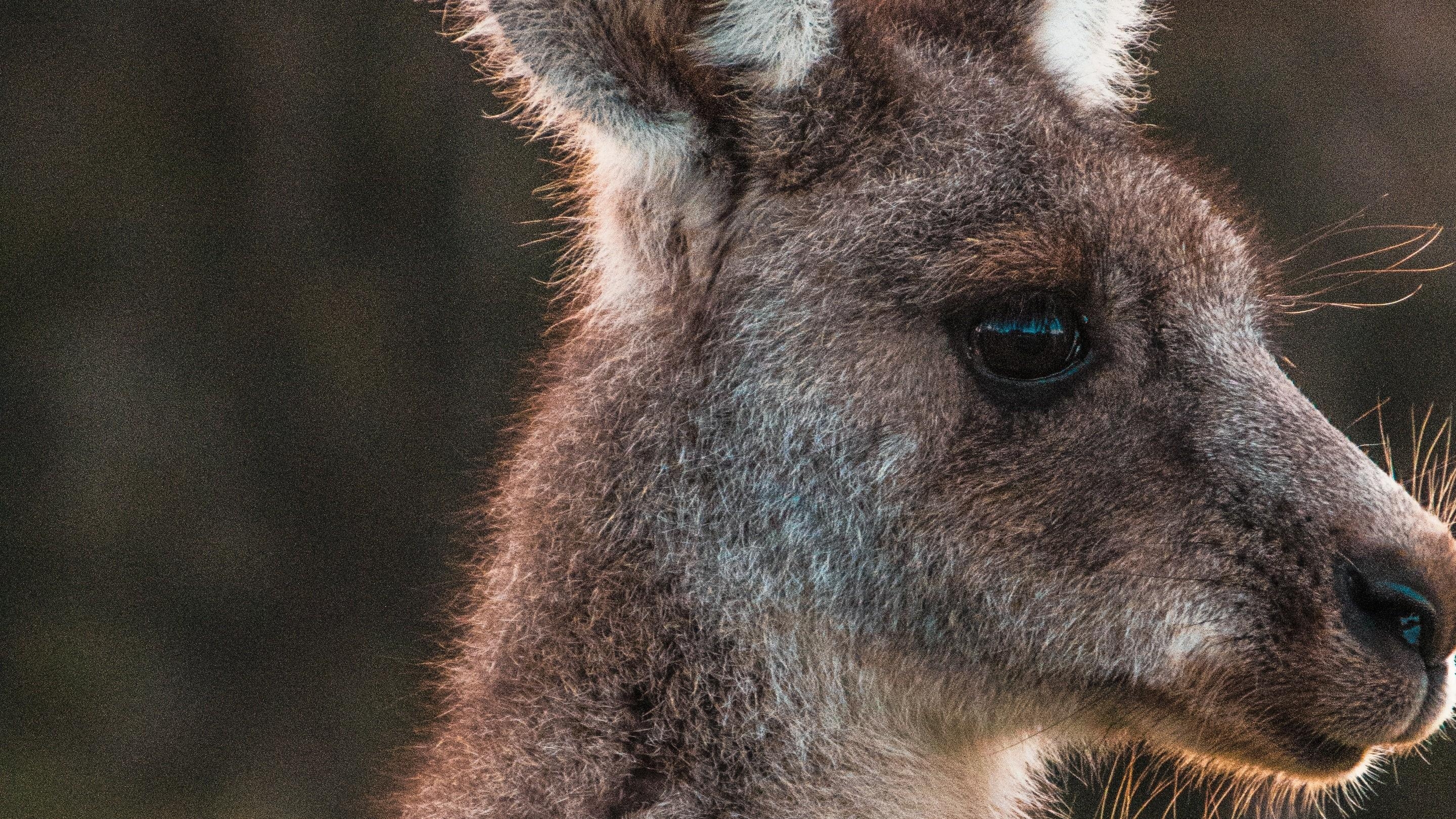 2880x1620 Animal Kangaroo Face Wallpaper, Desktop