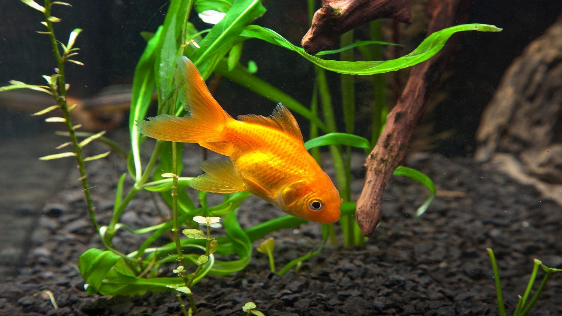 1920x1080 Goldfish Wallpaper KC558N (2681x1747 px), Desktop