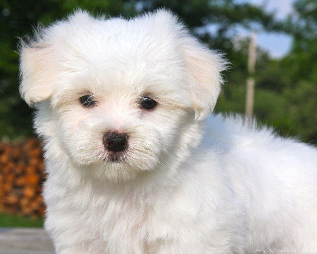 1030x820 1600x900px Fluffy And Cute Puppy Wallpaper Desktop Background, Desktop