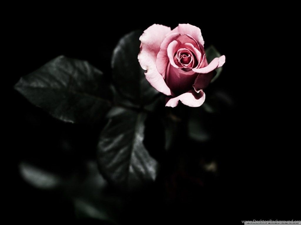 1030x770 Single Pink Rose HD Desktop Wallpaper Potter Aesthetic Death Eaters HD Wallpaper, Desktop