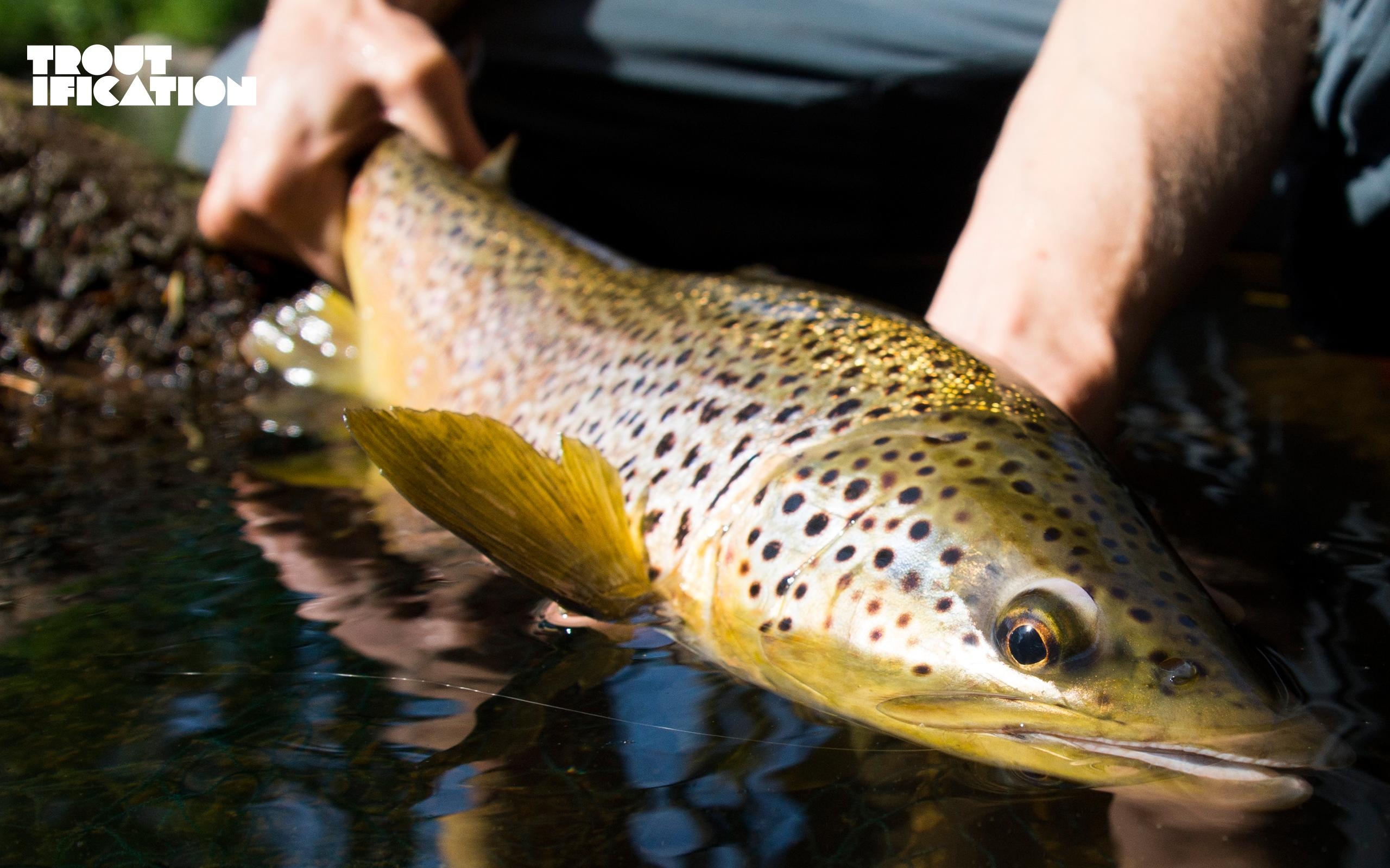 2560x1600 Brown Trout Wallpaper, Desktop