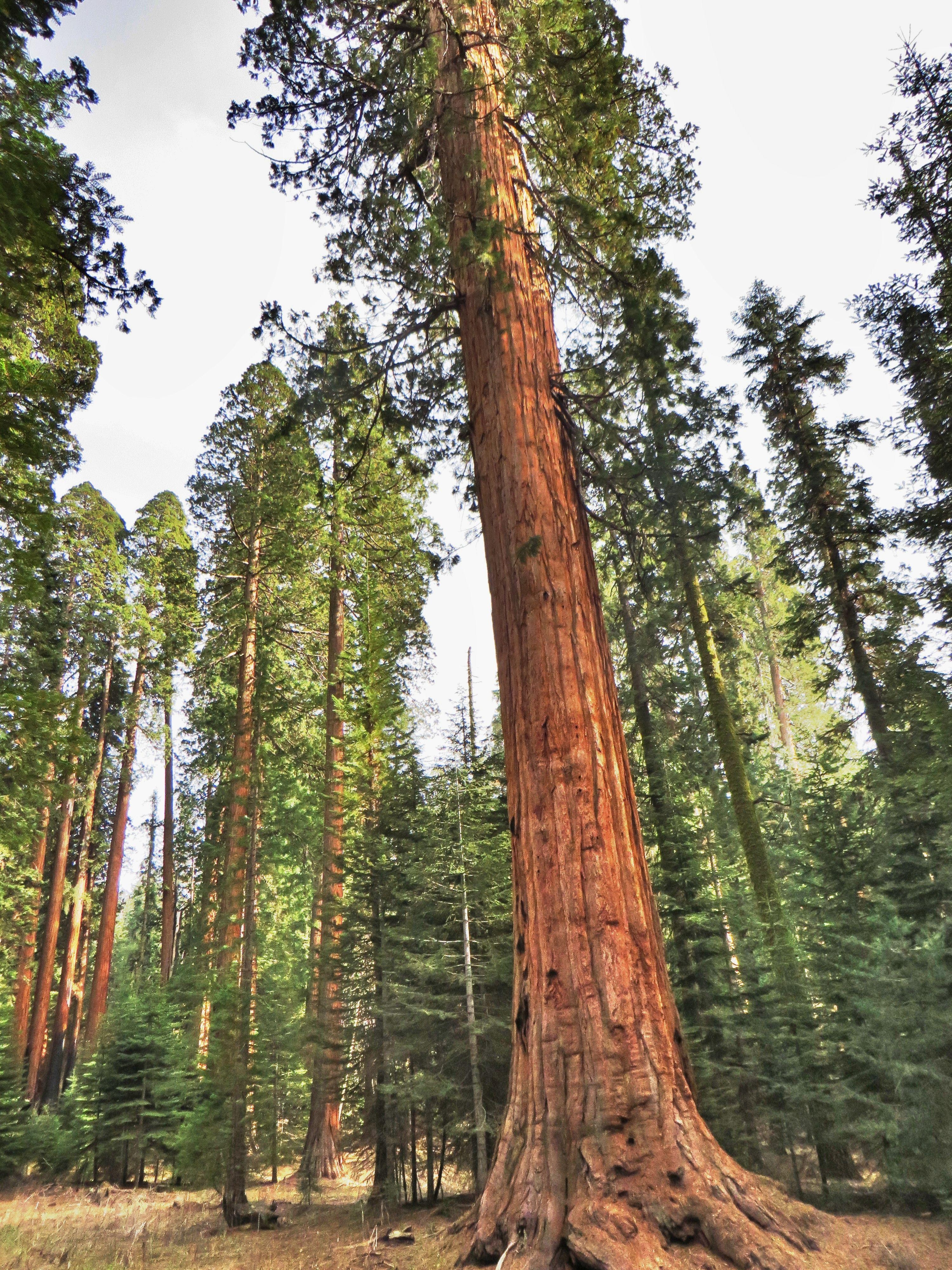 3000x4000 Sequoia National Park Wallpaper High Quality, Phone