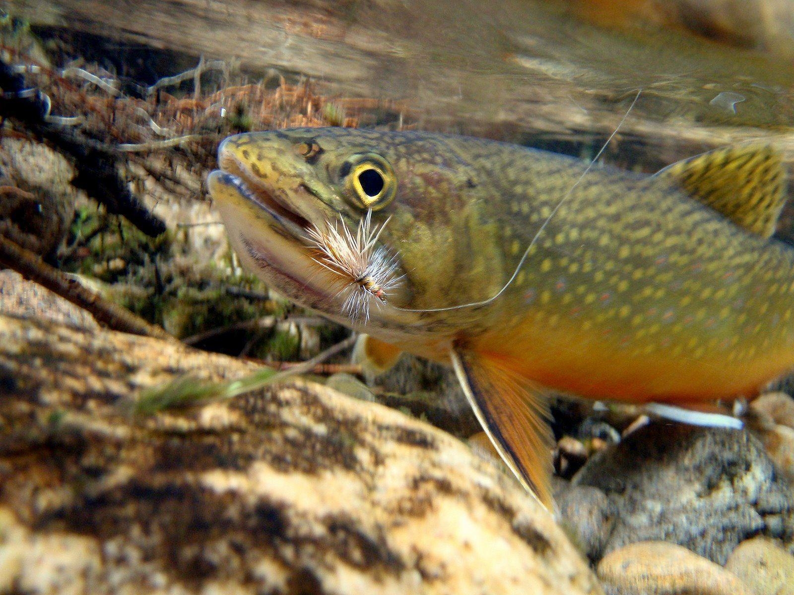 1600x1200 Brook Trout Wallpaper, Desktop