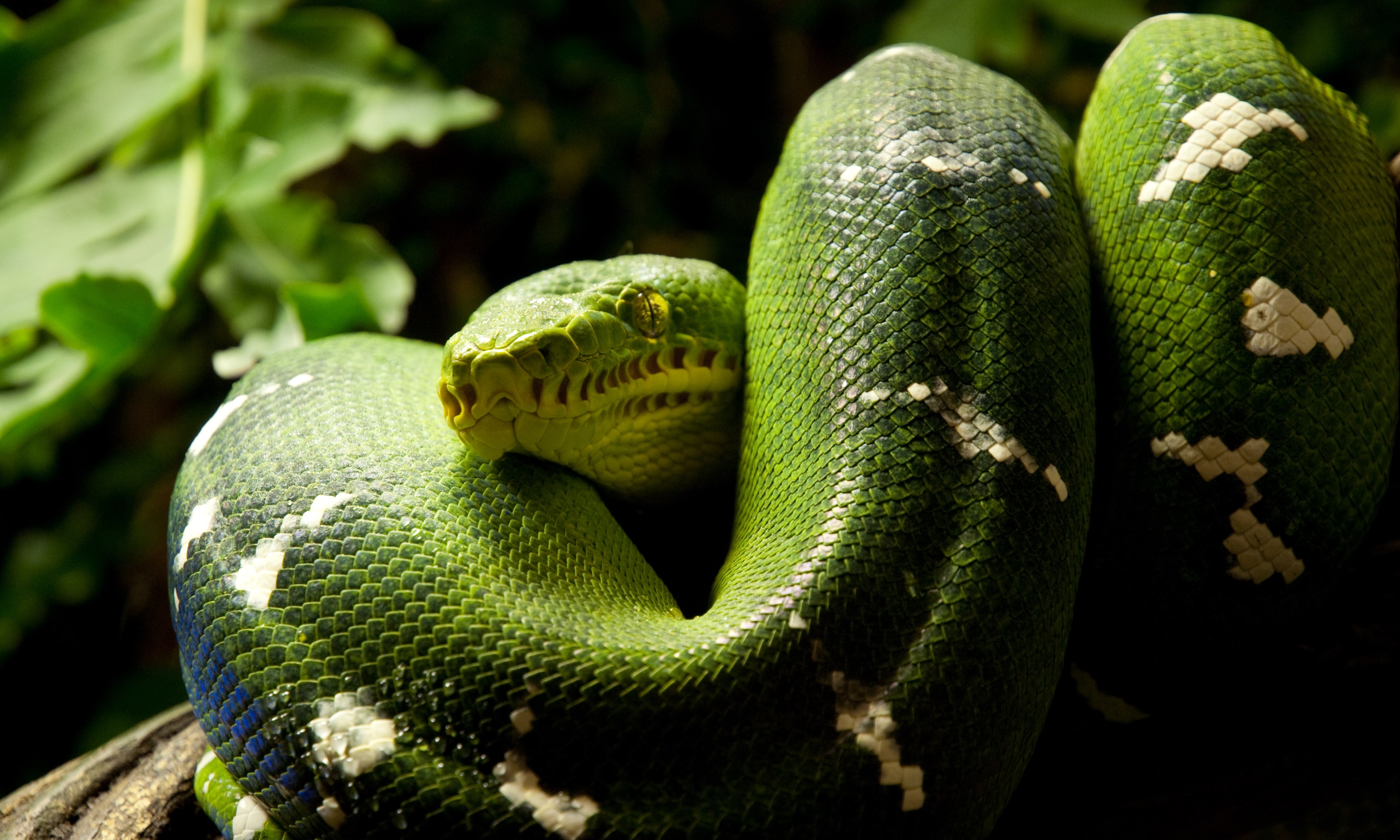 4170x2500 snake 4k ultra HD wallpaper High quality walls, Desktop