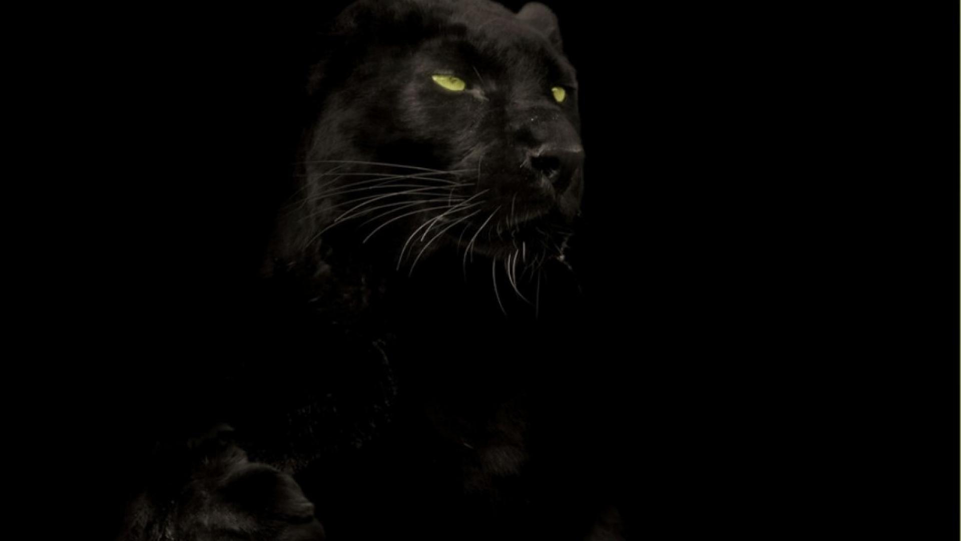 1920x1080 Cats animals black panther wallpaper, Desktop