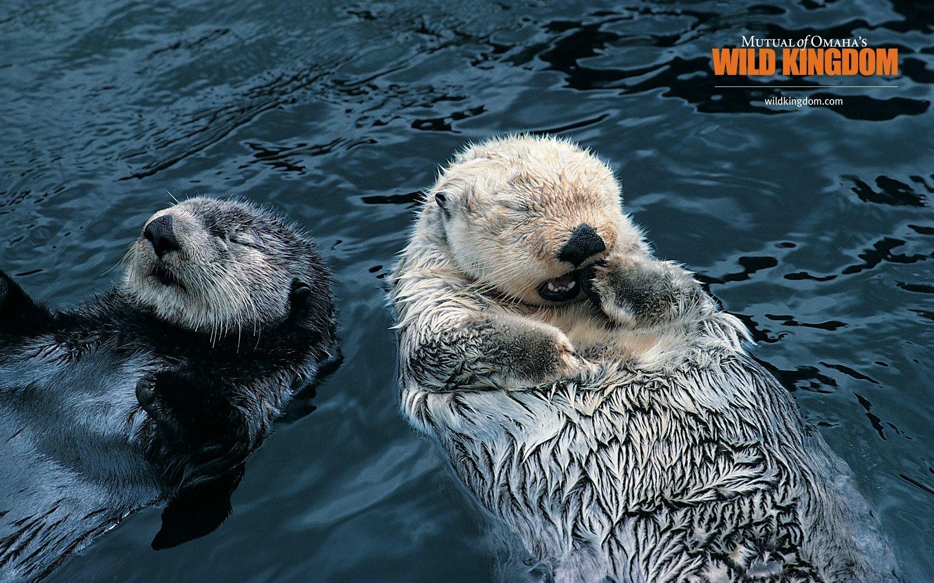 1920x1200 Otters wallpaper. Otters, Desktop